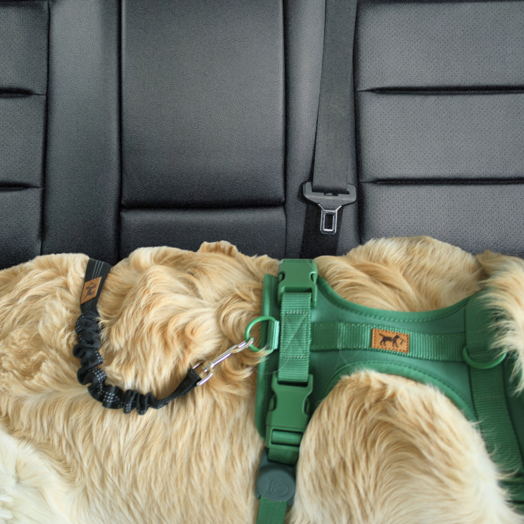 Car seat belt for dogs