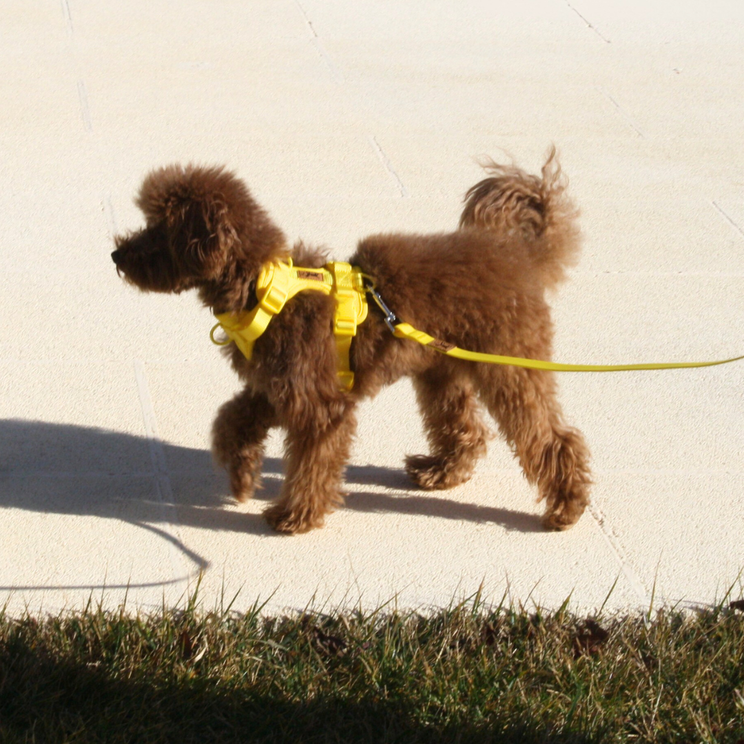 Adventure Beach Walk Kit
