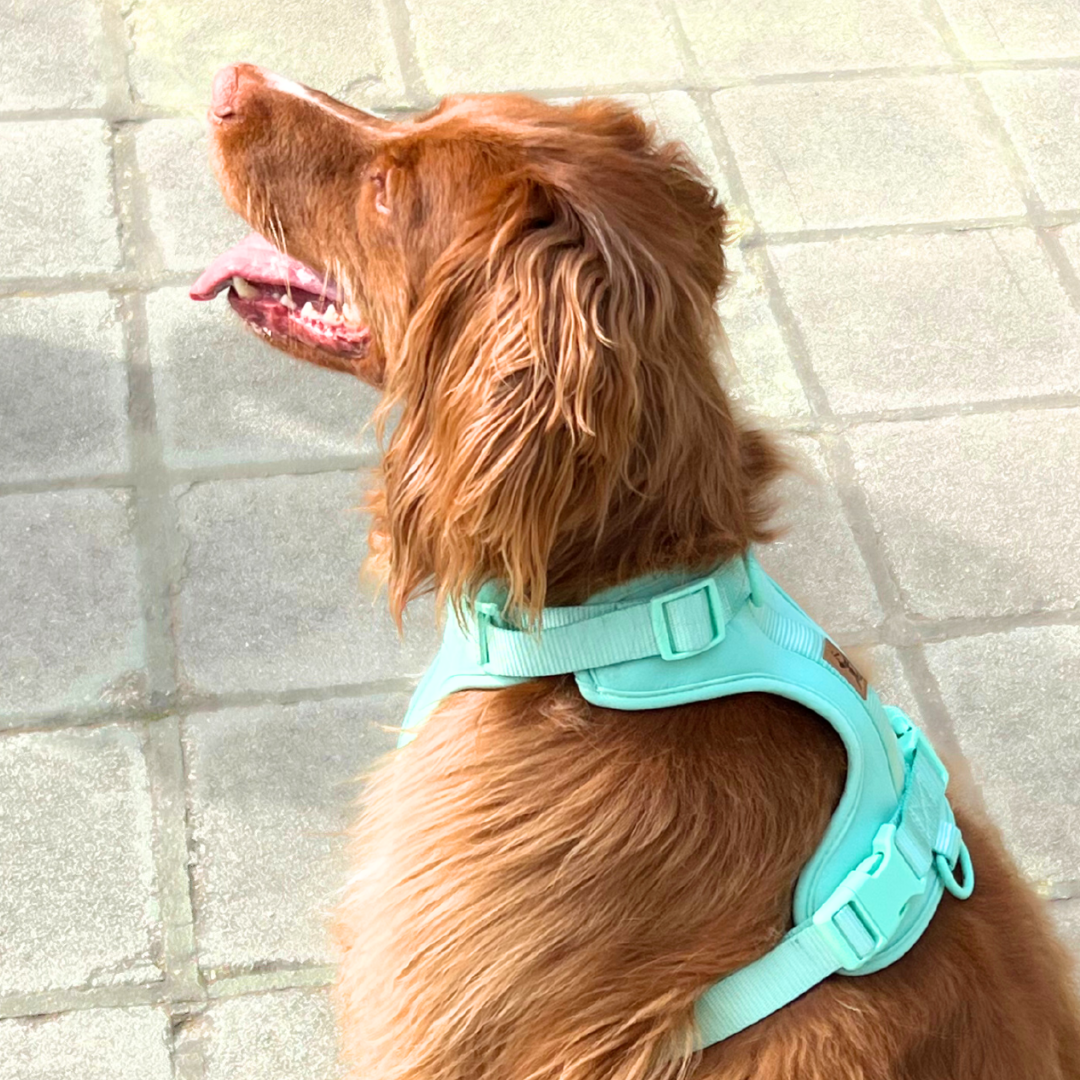 Adventure Harness Jungle