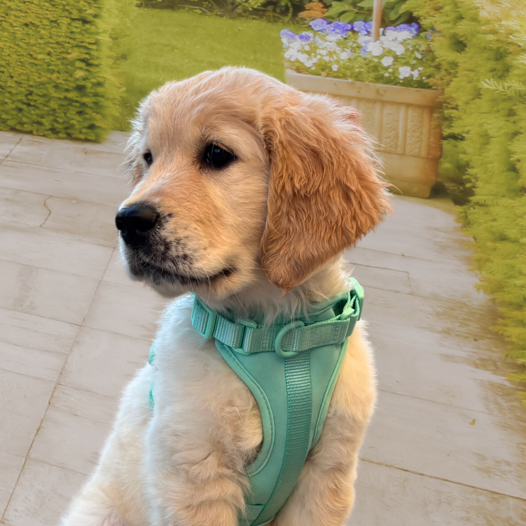 Adventure Harness Jungle