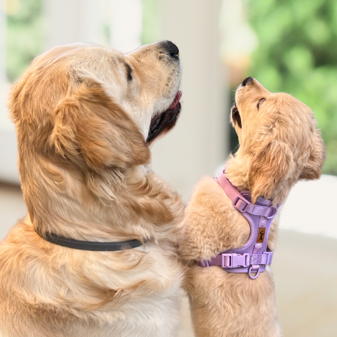 Harnais Aventure Jungle