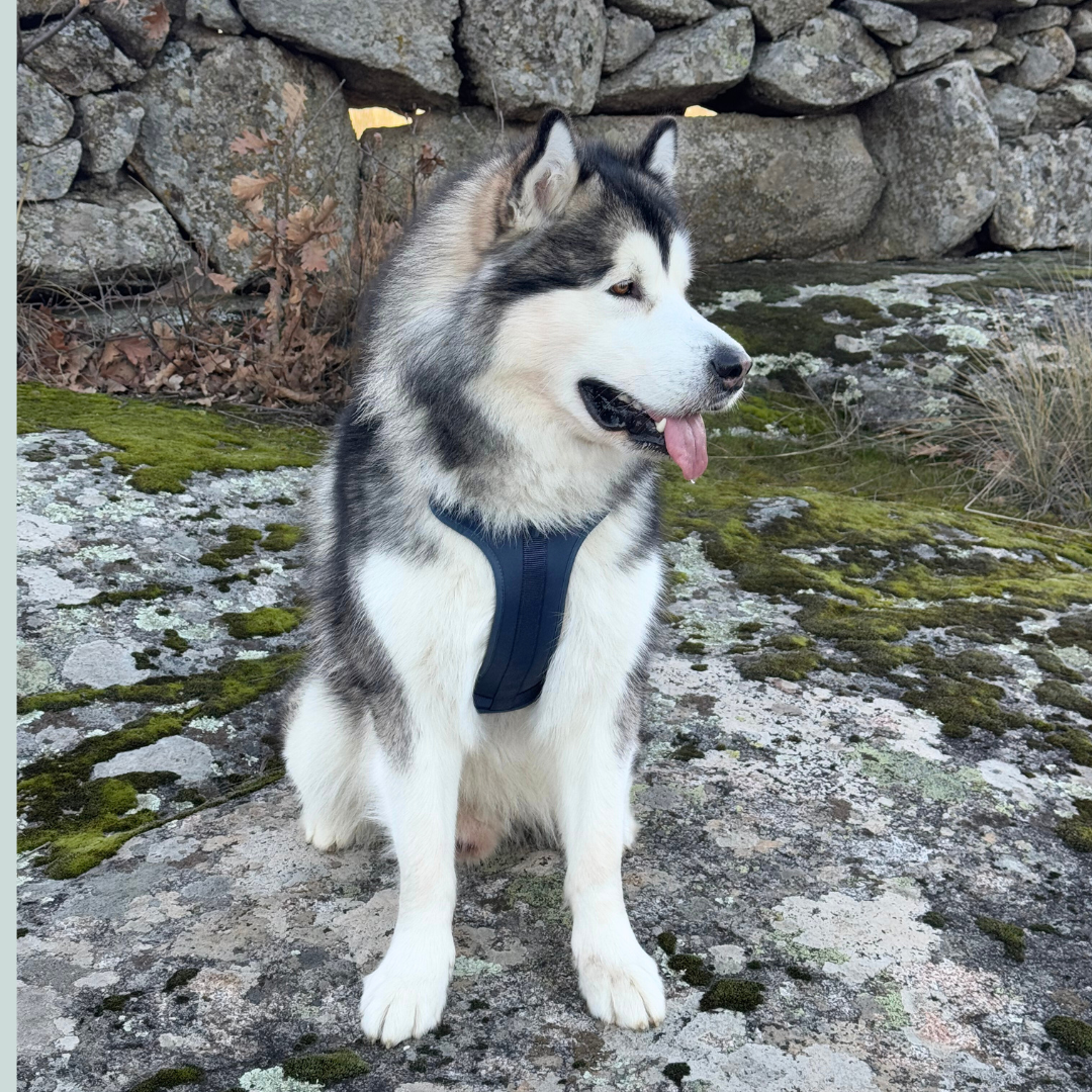 Adventure Harness Ocean