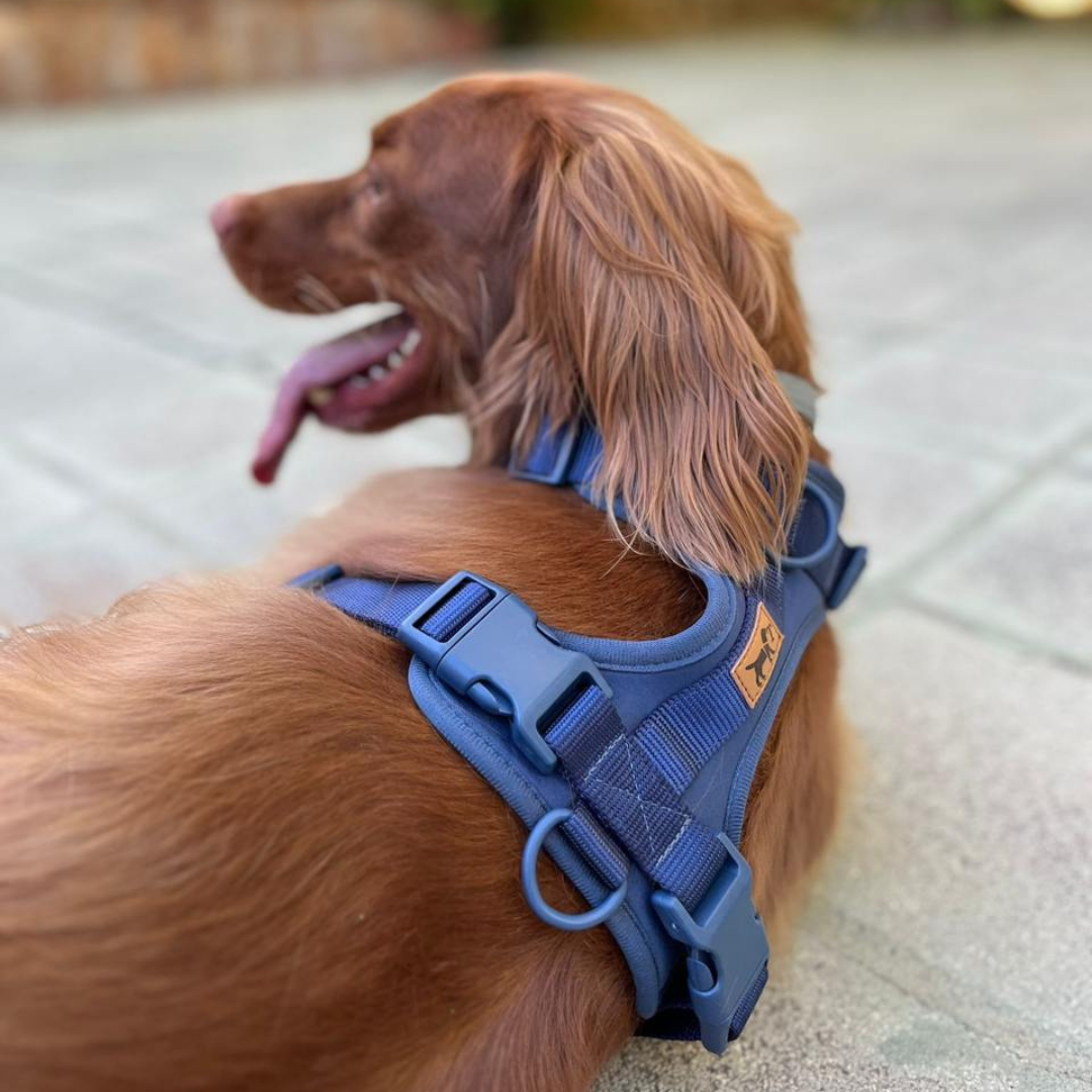 Adventure Harness Ocean
