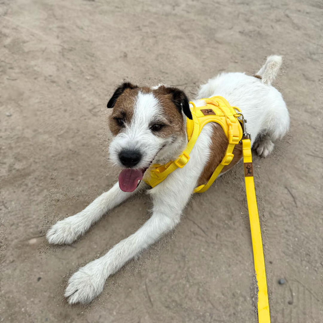 Adventure Beach Walk Kit