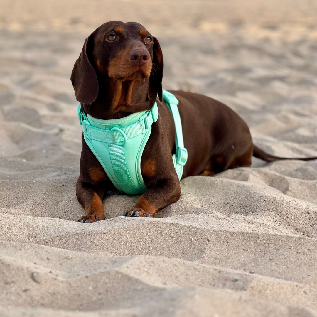Adventure Harness Jungle