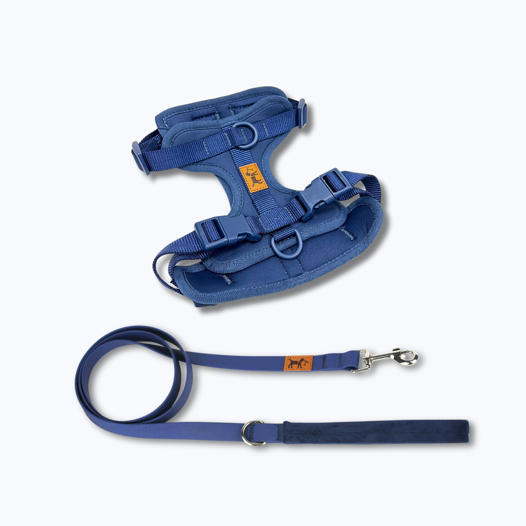 kit de paseo azul