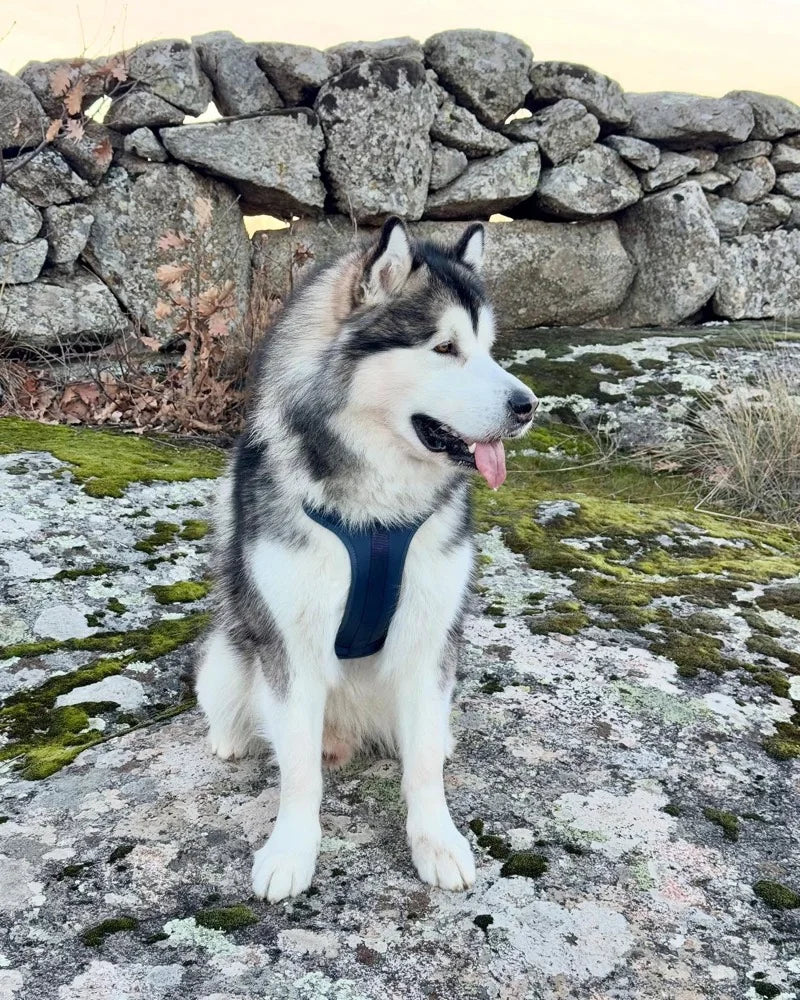Nanook, una aventura en azul