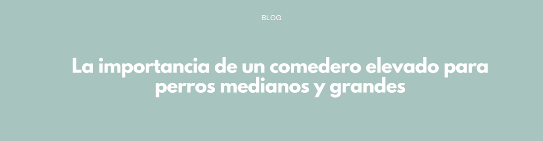 La importancia de un comedero elevado para perros medianos y grandes