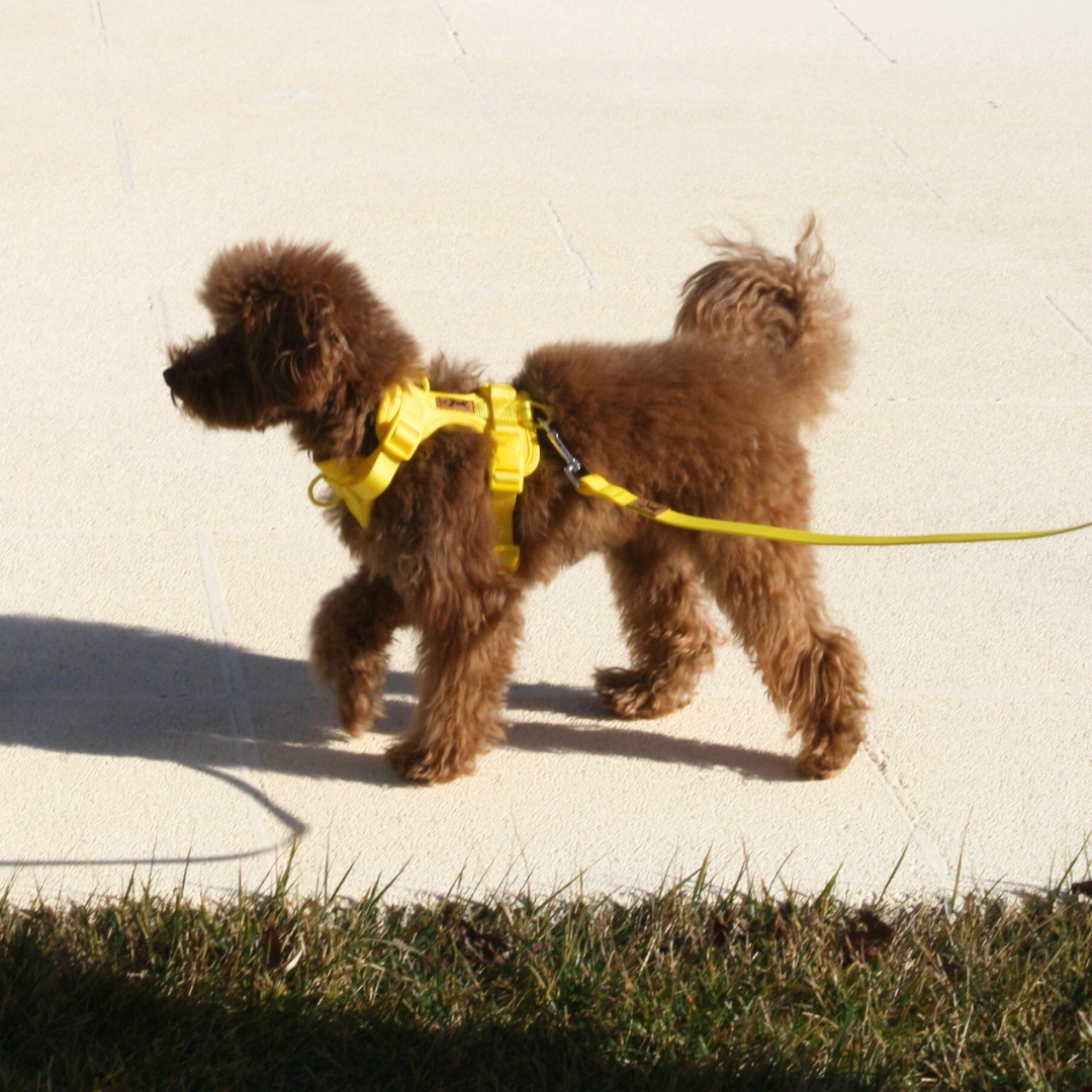 Kit de Paseo Aventure Beach