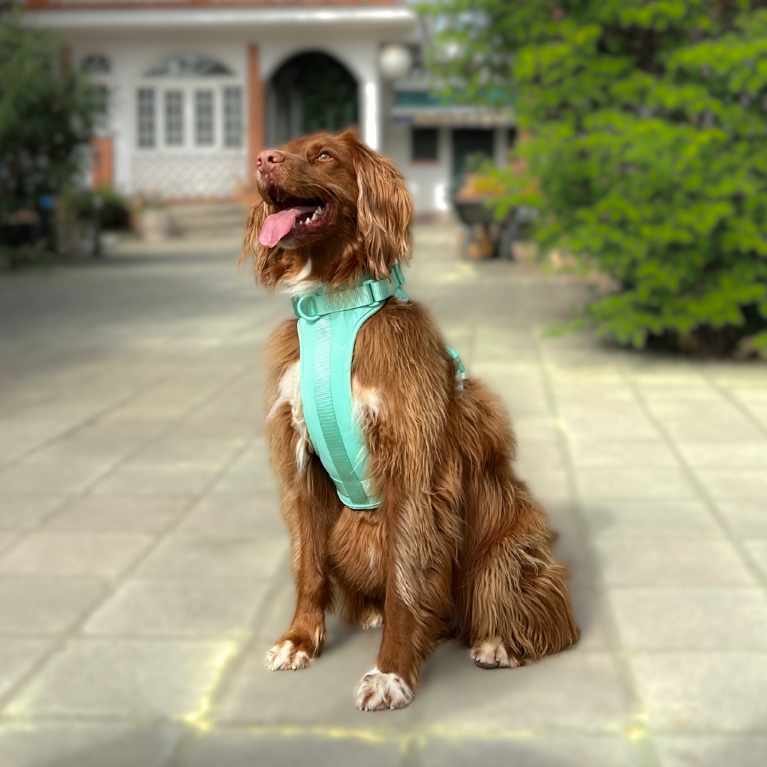 Adventure Harness Jungle