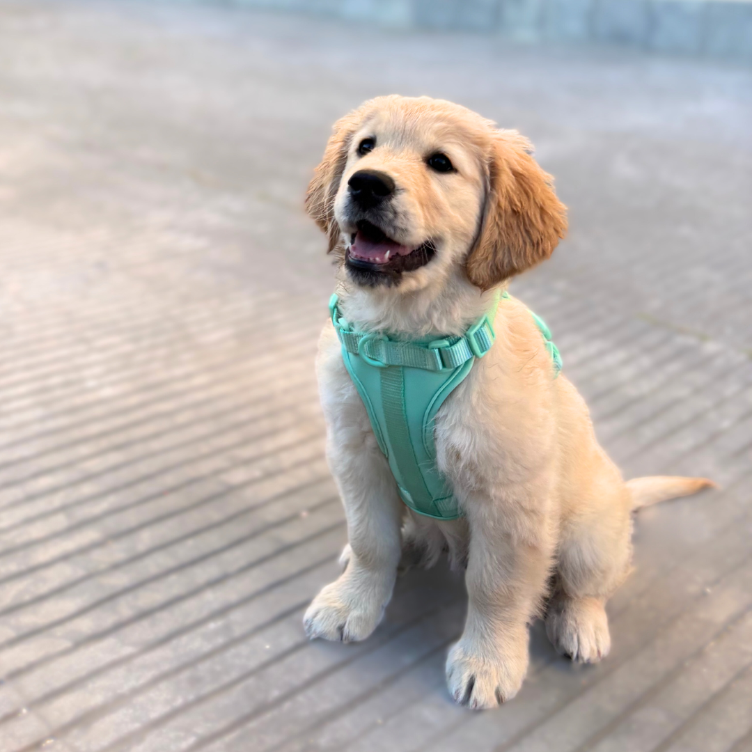 Adventure Harness Jungle