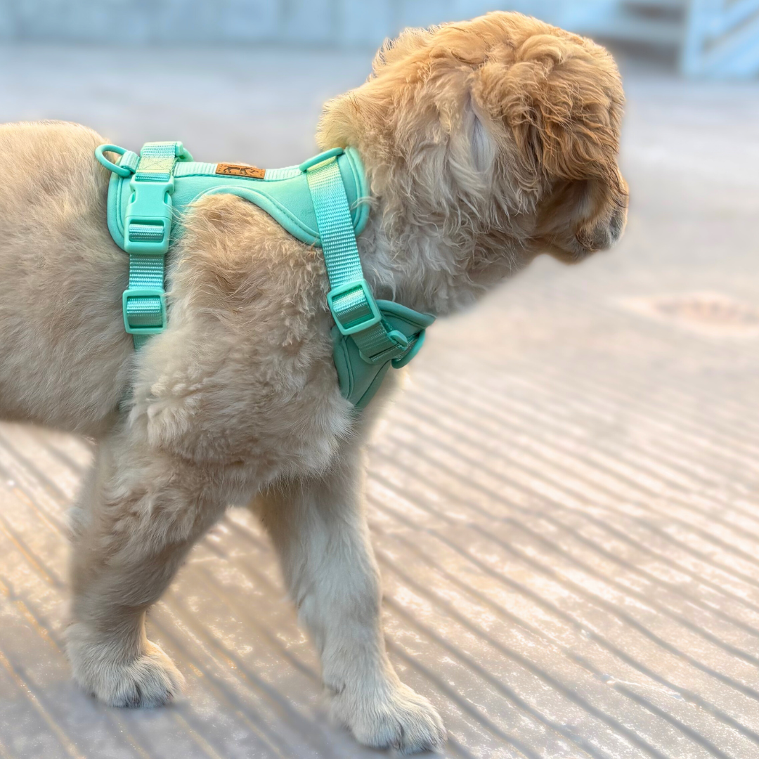 Adventure Harness Jungle