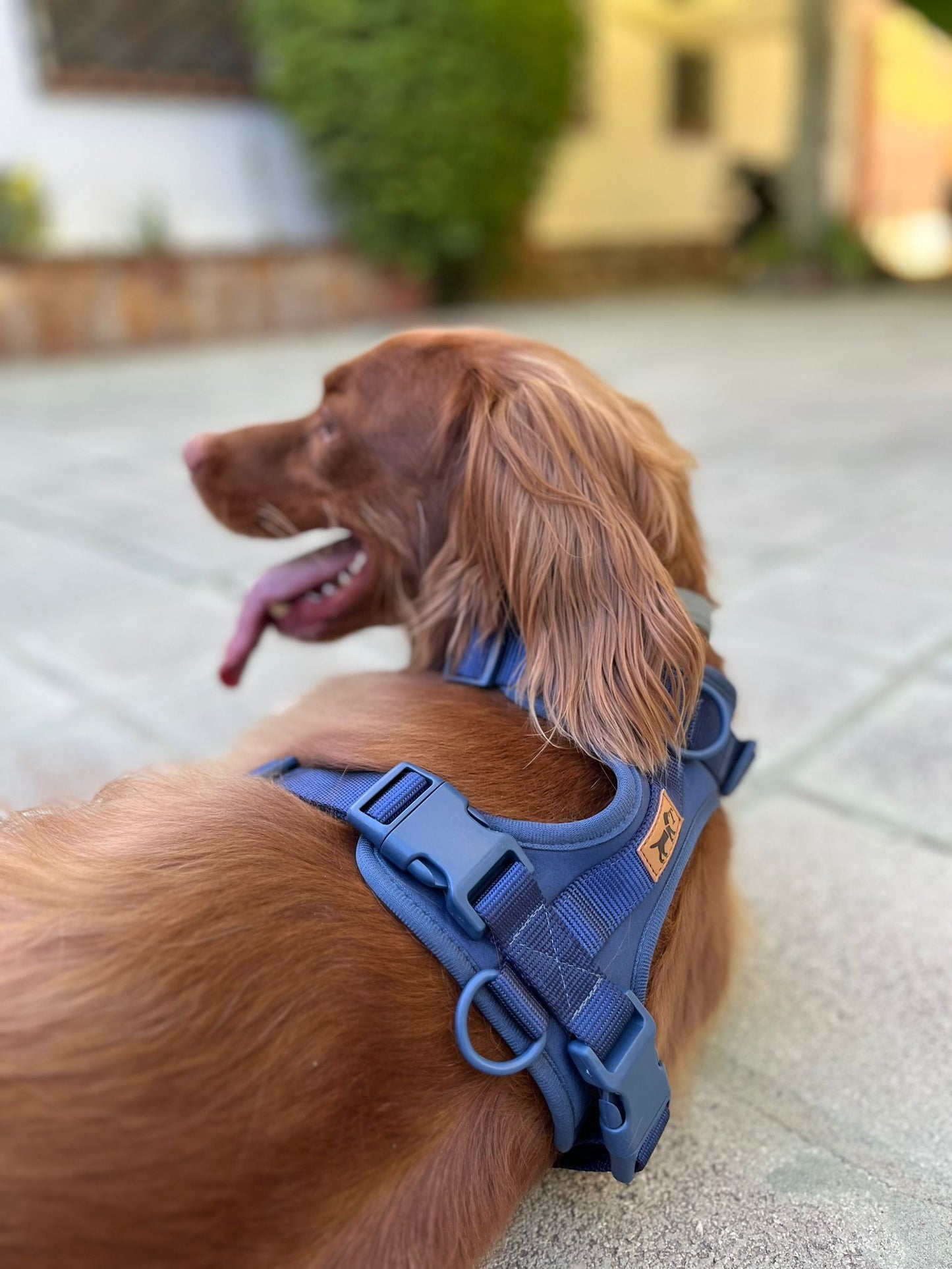 Adventure Harness Ocean