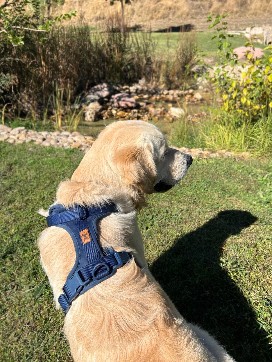 Adventure Harness Ocean