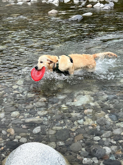 Chiot mouche - Frisbee