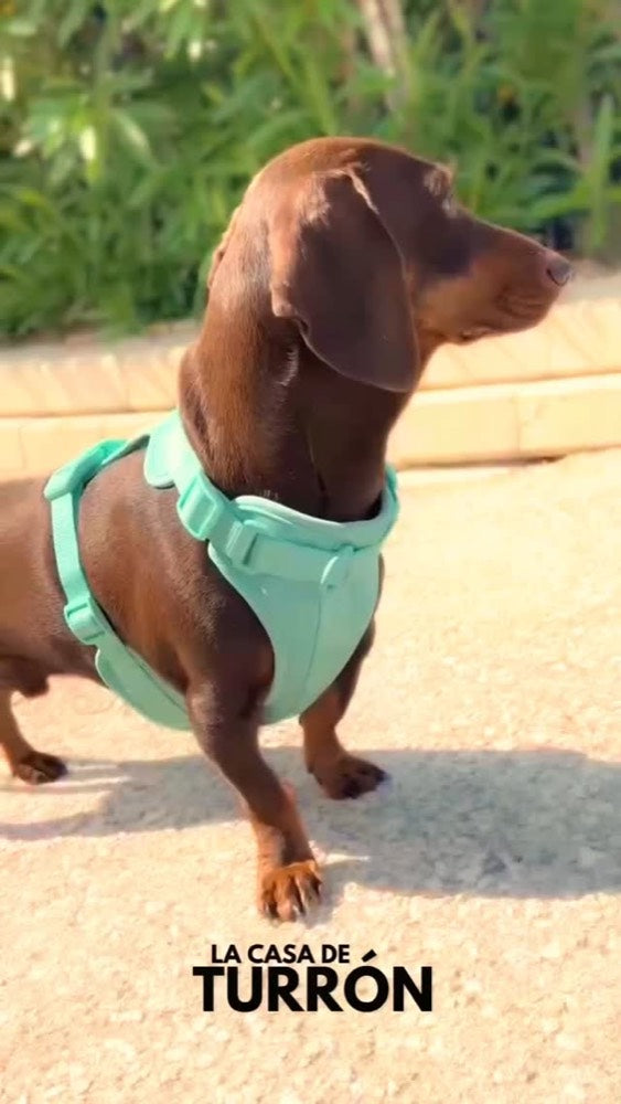 Charlie, de paseo con Mint